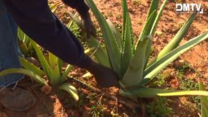 Aloe vera Ernte per Hand - Aloe vera Farm Mallorca