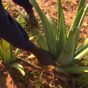 Aloe vera Ernte per Hand - Aloe vera Farm Mallorca