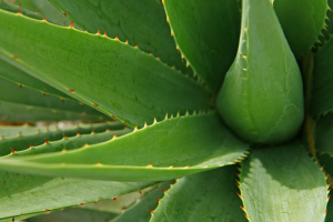 Aloe vera Pflanze