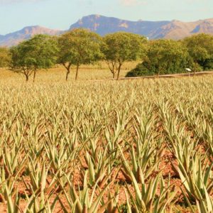 Bio zertifizierte Plantage von Aloe vera Mallorca