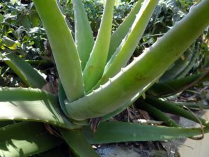 Die Blätter werden bei der Ernte in Höhe der Blätterachseln von der Pflanze getrennt