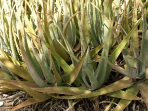 Aloe vera Pflanzen - nicht viel Platz nach natürlicher Vermehrung durch Ableger