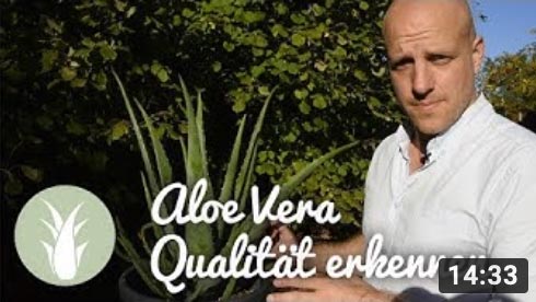 Qualität von Aloe vera erkennen