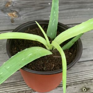 Aloe Vera Pflanze 1-2 Jahre kaufen