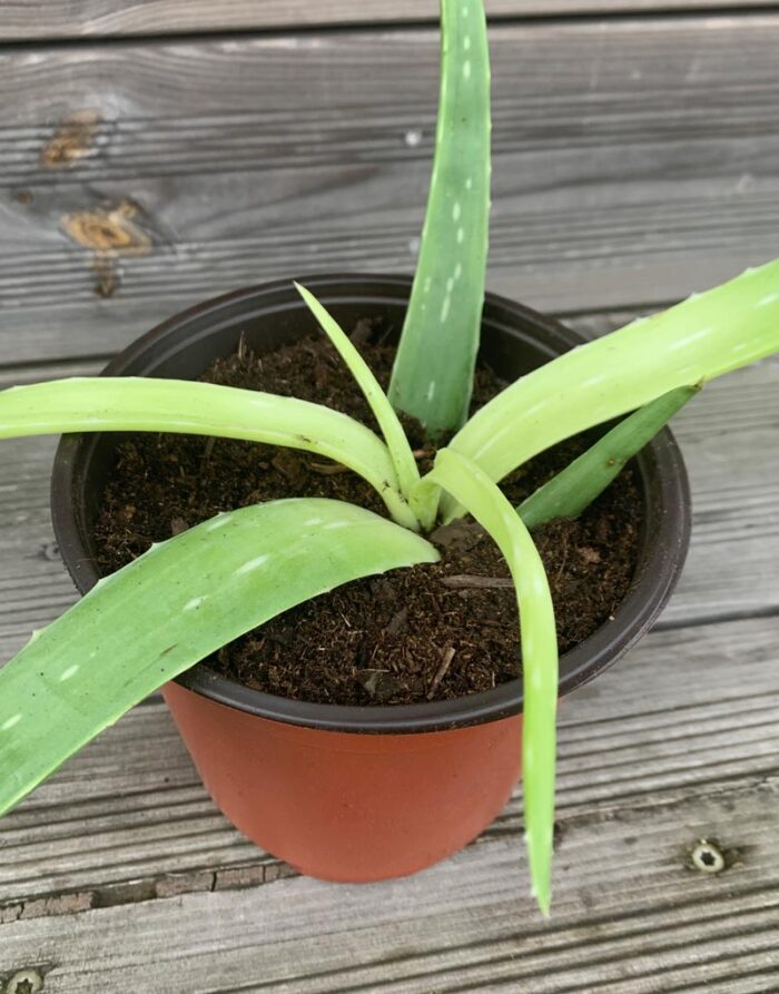 Aloe Vera Pflanze 1-2 Jahre kaufen