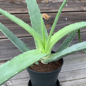 Aloe Vera Pflanze 2-3 Jahre kaufen