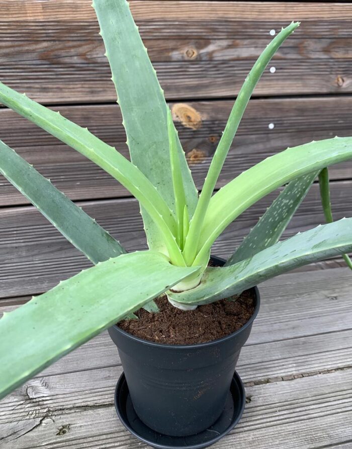 Aloe Vera Pflanze 2-3 Jahre kaufen