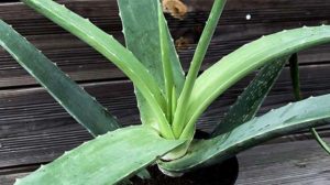 Aloe vera Pflanzen kaufen