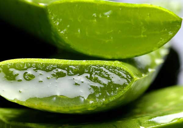 Inhaltsstoffe der Aloe Vera