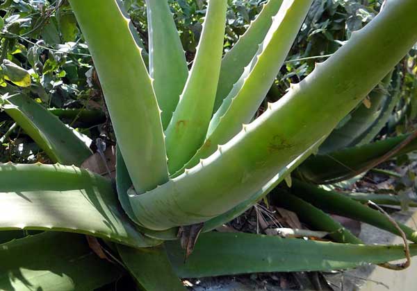 Infos zur Aloe Vera Pflanze