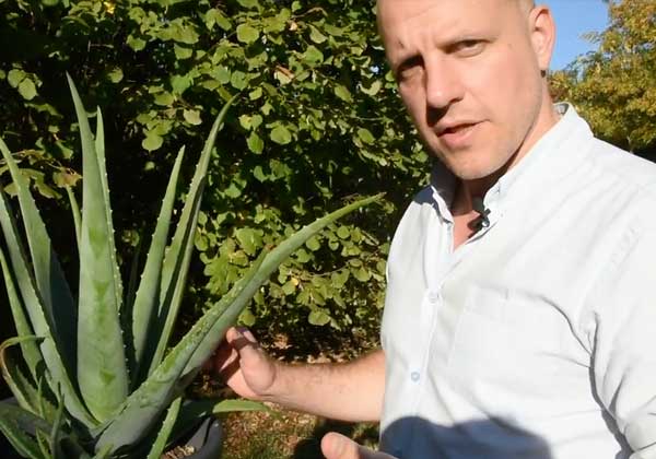 Qualitätsmerkmale Aloe Vera