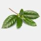 INCI Camellia Sinensis Leaf Extract (Grüner Tee Extrakt)