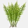 Equisetum Arvense Extract (Ackerschachtelhalm Extrakt)