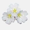 INCI Limnanthes Alba Seed Oil (Wiesenschaumkrautöl)