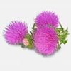 INCI Carthamus Tinctorius Seed Oil (Distelöl)