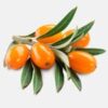 Hippophae Rhamnoides Fruit Oil (Sanddornfruchtfleischöl)