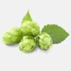 INCI Humulus Lupulus Extract (Hopfen Extrakt)