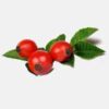 INCI Rosa Canina Seed Oil (Hagebuttenkernöl)