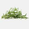INCI Rosmarinus Officinalis Leaf Extract (Rosmarin Extrakt)