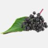 INCI Sambucus Nigra Seed Oil (Holunderkernöl)