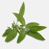 INCI Salvia Officinalis Oil (Salbeiöl)