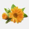 INCI Calendula Officinalis Flower Extract (Ringelblumen Extrakt)