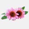 INCI Echinacea Purpurea Root Extract (Echinacea Extrakt)