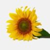 INCI Helianthus Annuus Seed Oil (Sonnenblumenöl)