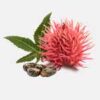 INCI Ricinus Communis Seed Oil (Rizinusöl)