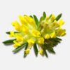INCI Anthyllis Vulneraria Flower Extract (Wundklee Extrakt)