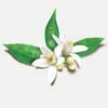 INCI Citrus Aurantium Amara Flower Water (Nerolihydrolat)
