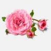INCI Rosa Damascena Flower Water (Rosenhydrolat)