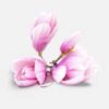 INCI Magnolia Officinalis Bark Extract (Magnolien Extrakt)