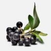 INCI Aronia Beere