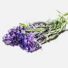 INCI Lavendel